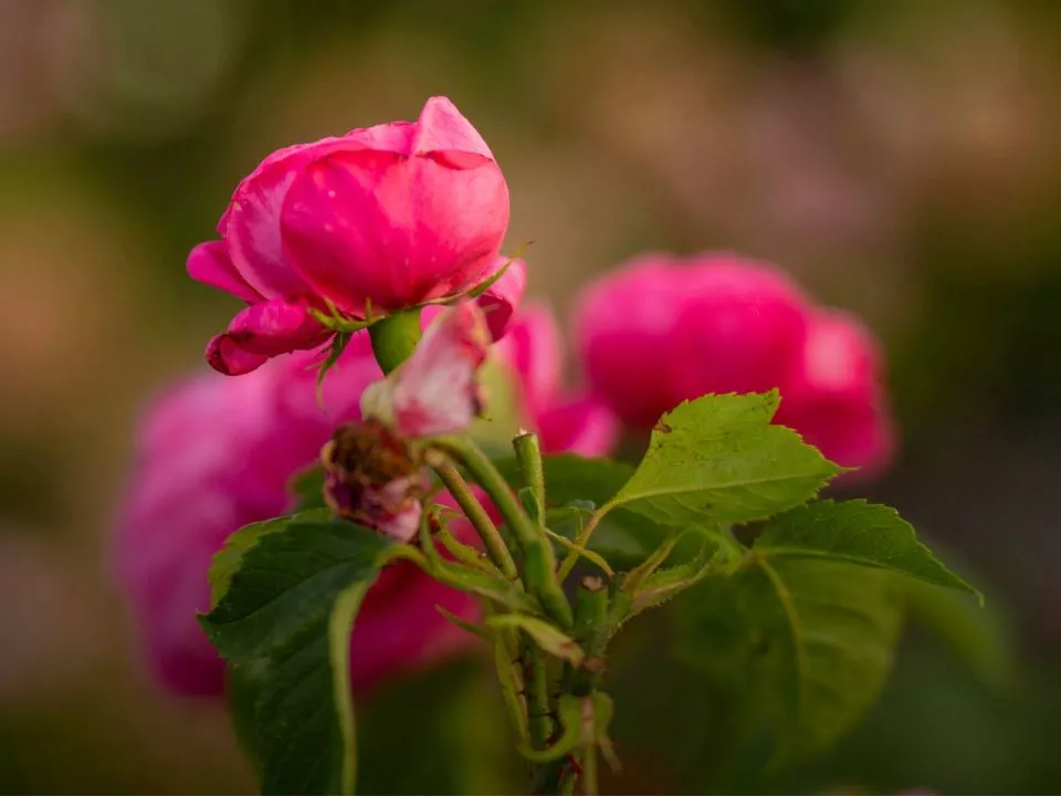 Uppsala Centralstation
